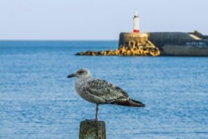 mouette le havre